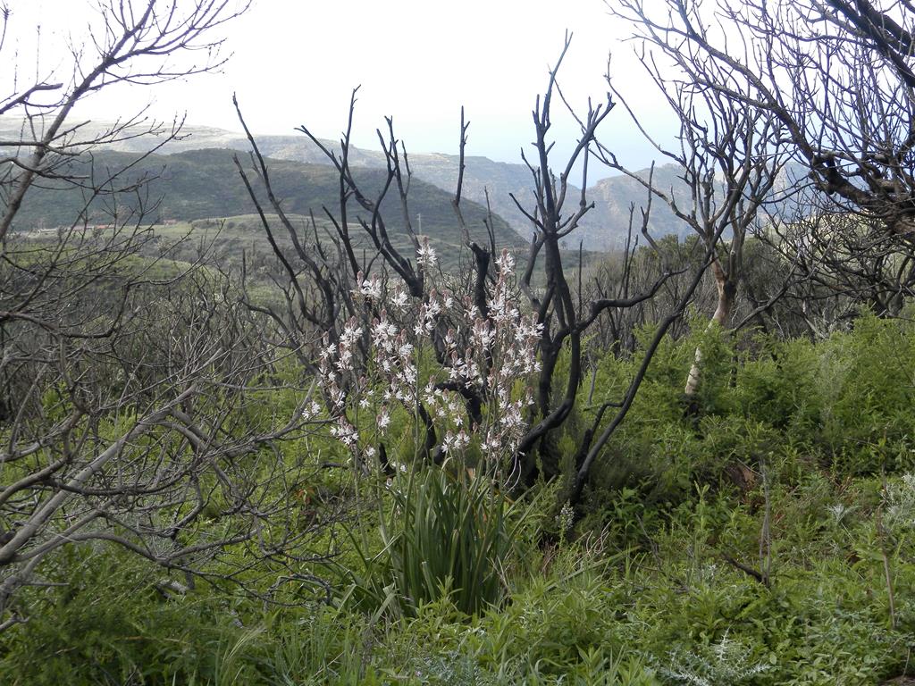 Wanderung von Arure nach  El Cercado, Calera